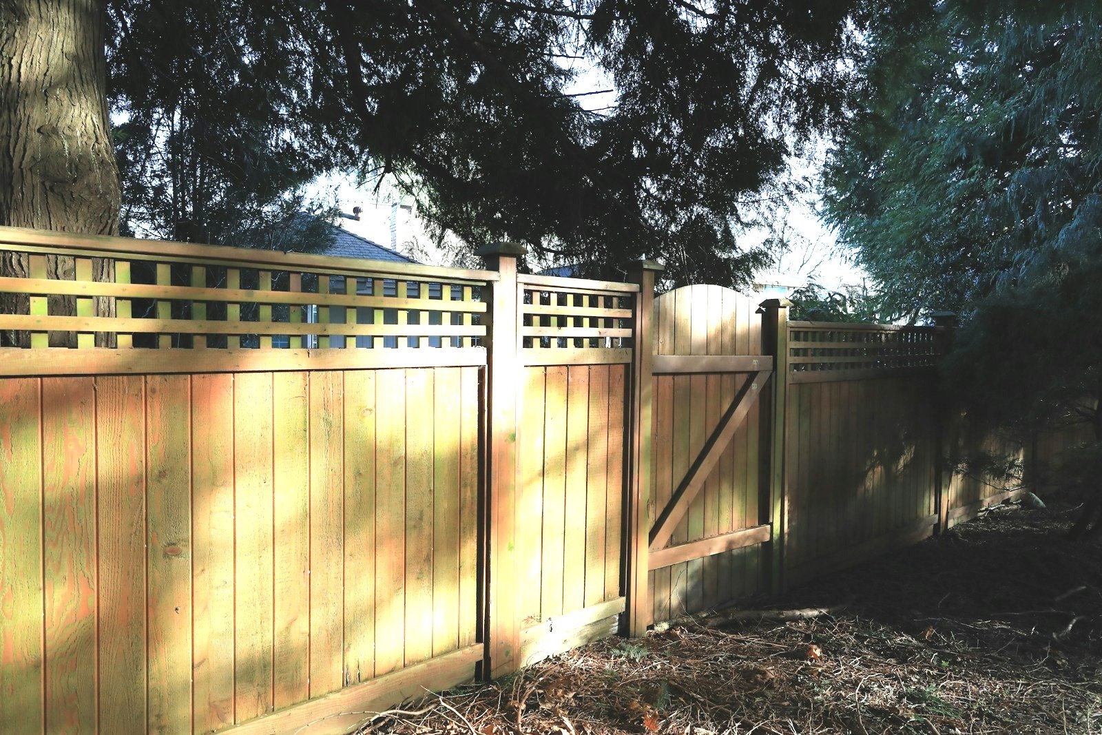 Cedar privacy fence with a lattice top and a braced timber gate, under a large conifer
