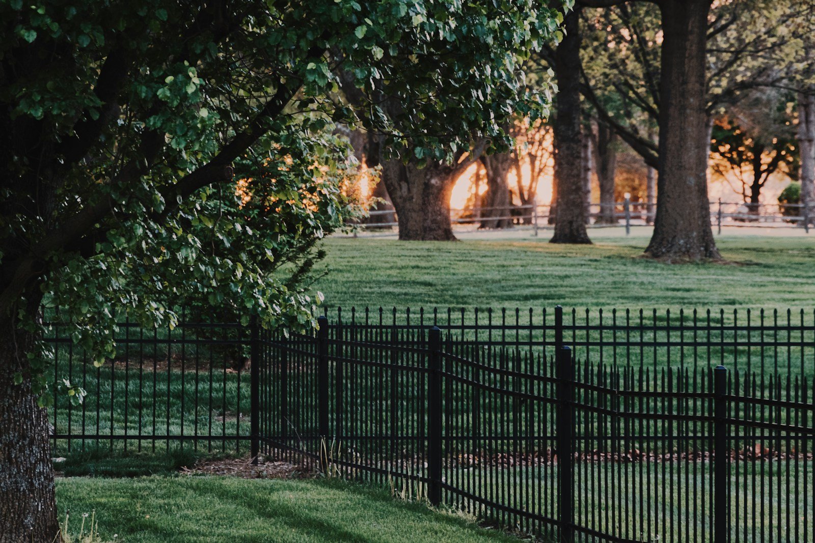 Black ornamental metal fence with spear tops, running across a lawn under trees in low autumn sun