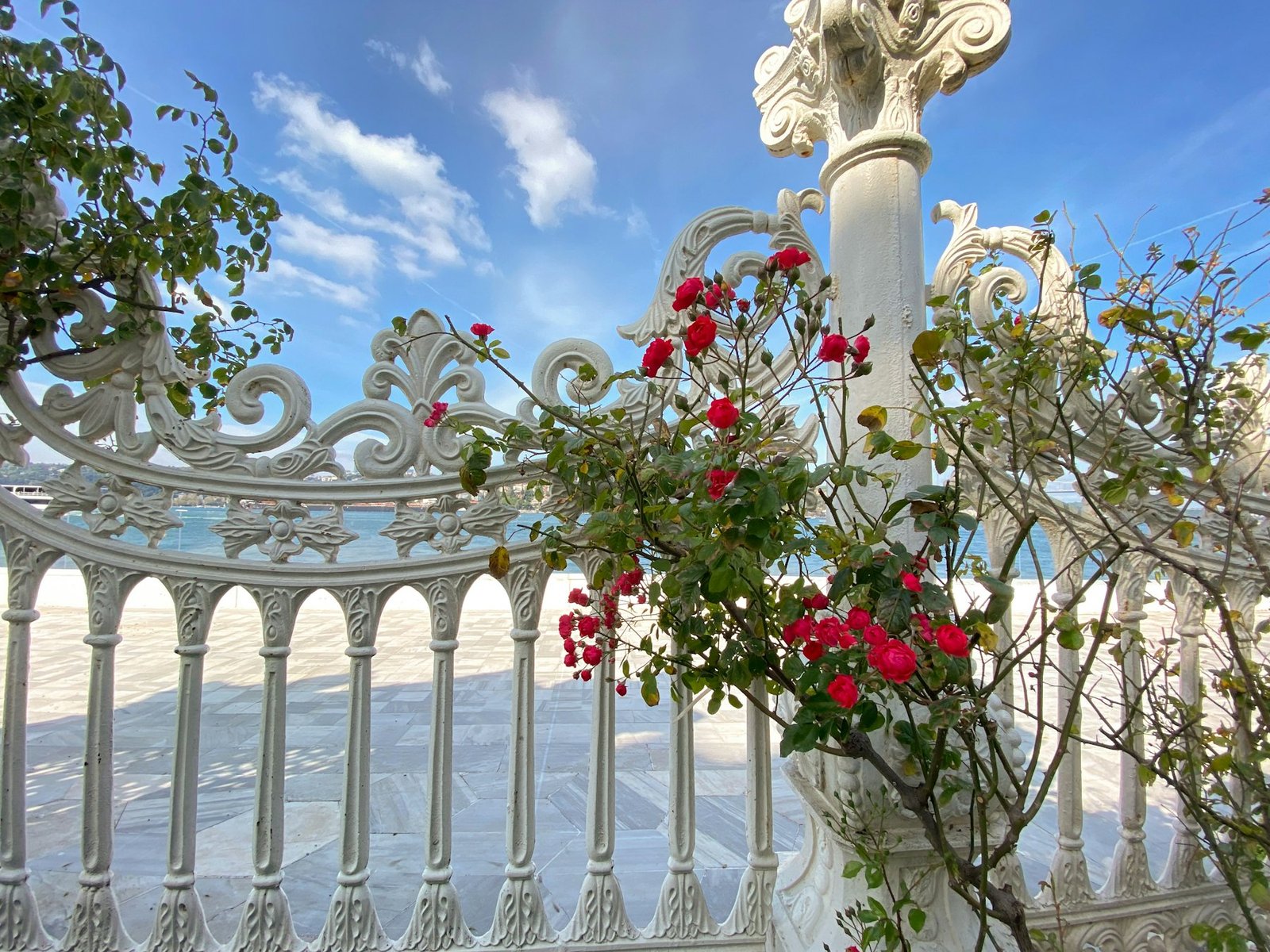 Ornate white-painted metal railing with climbing red roses growing through it