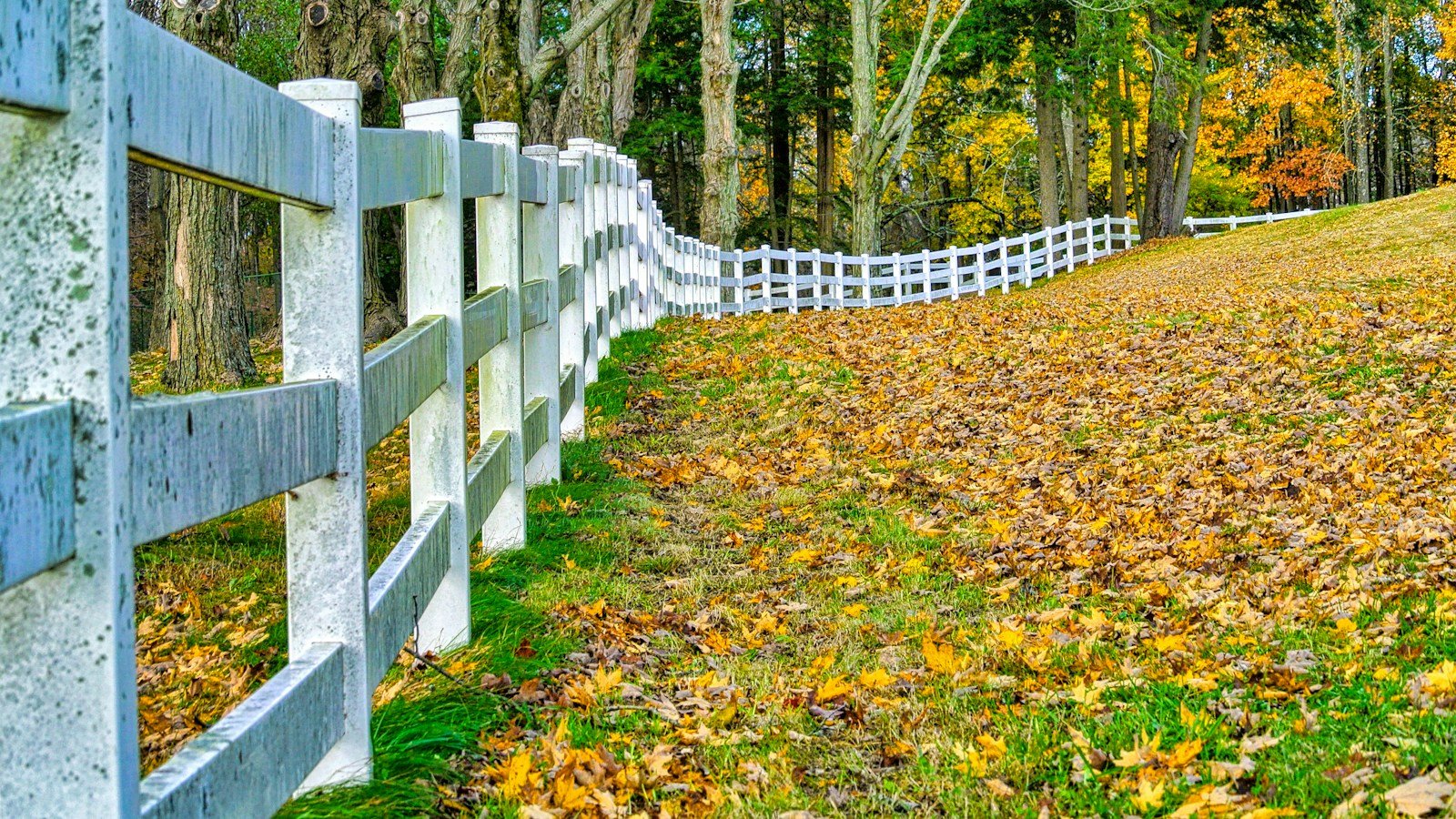 White three-rail fence curving away along a lawn covered in fallen autumn leaves, woods behind