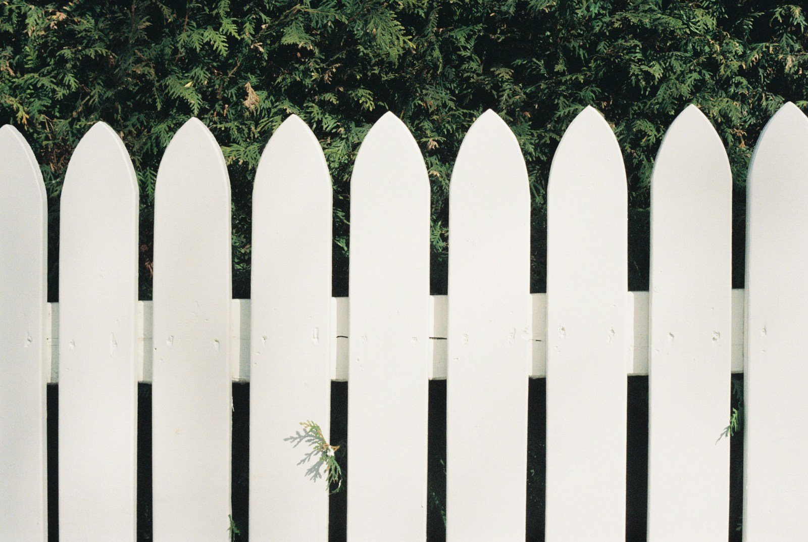 Close view of white pointed pickets in front of a dark evergreen hedge