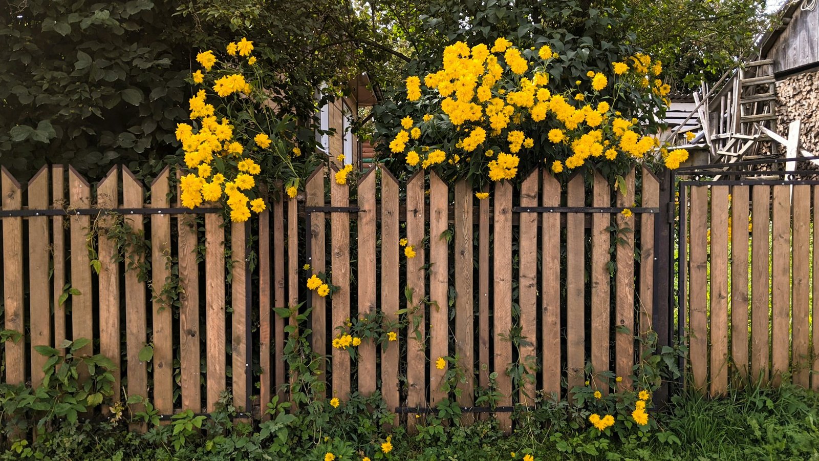 Picket fence with yellow climbing roses growing over the top of it