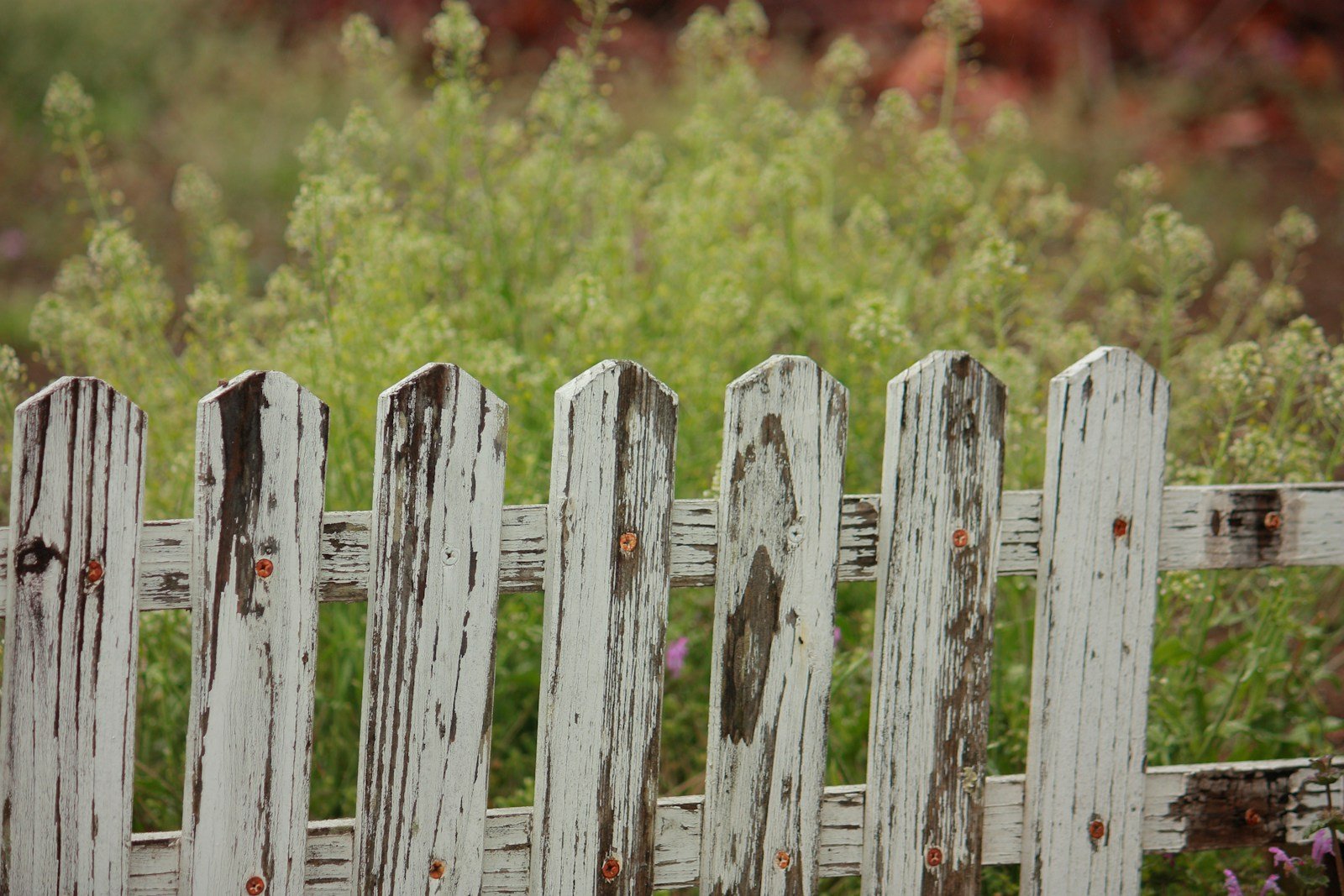 Weathered white picket fence with peeling paint, rot at the foot of the boards and rusted fixings, leaning slightly into long grass